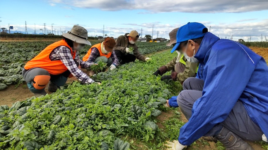 ちぢみほうれん草畑の草取り(2022/10仙台市七郷)