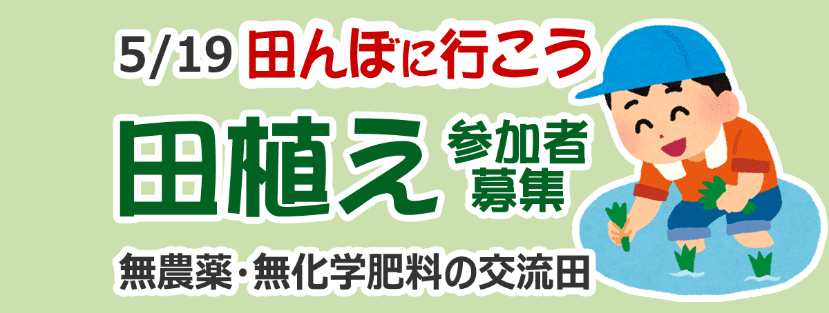 田んぼに行こう！田植え