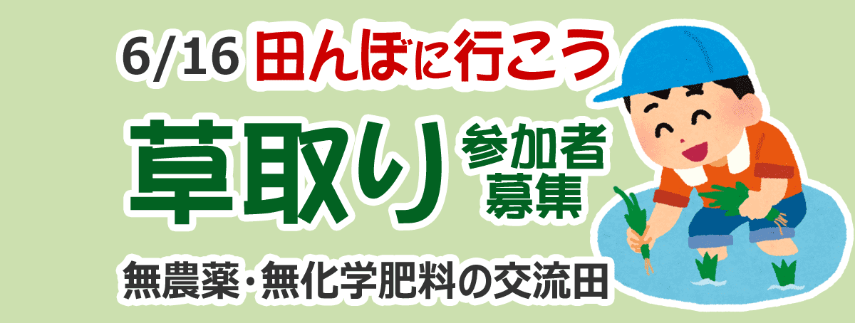 田んぼに行こう！草取り
