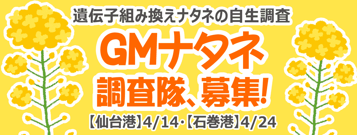 【組合員参加中止】GMナタネ調査隊、募集！