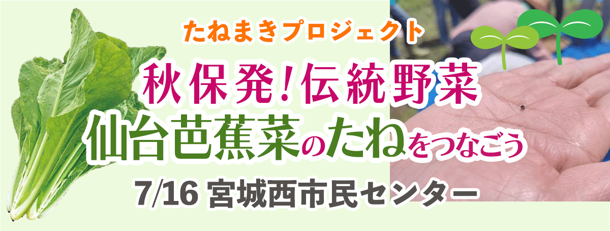 秋保発!伝統野菜 仙台芭蕉菜のたねをつなごう