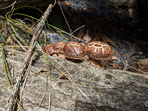 しいたけイメージ