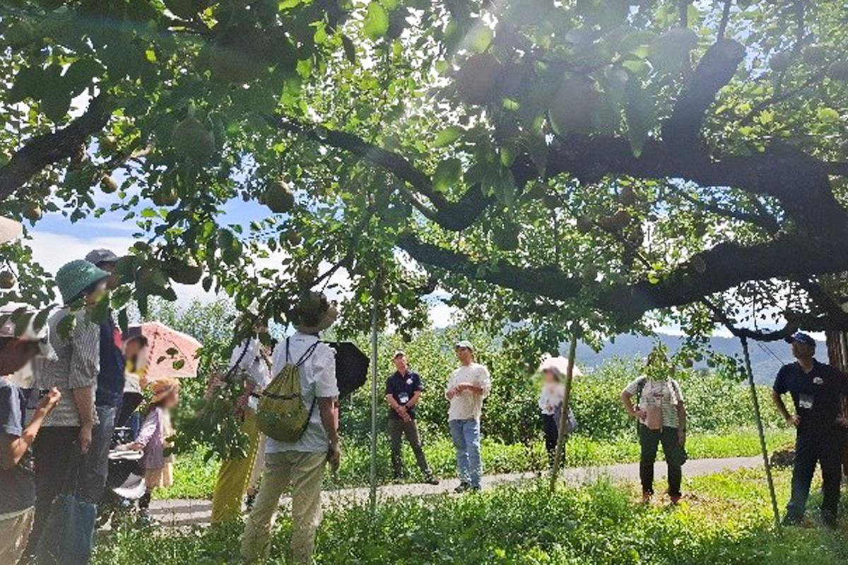 りんご園地見学バスツアーイメージ写真2