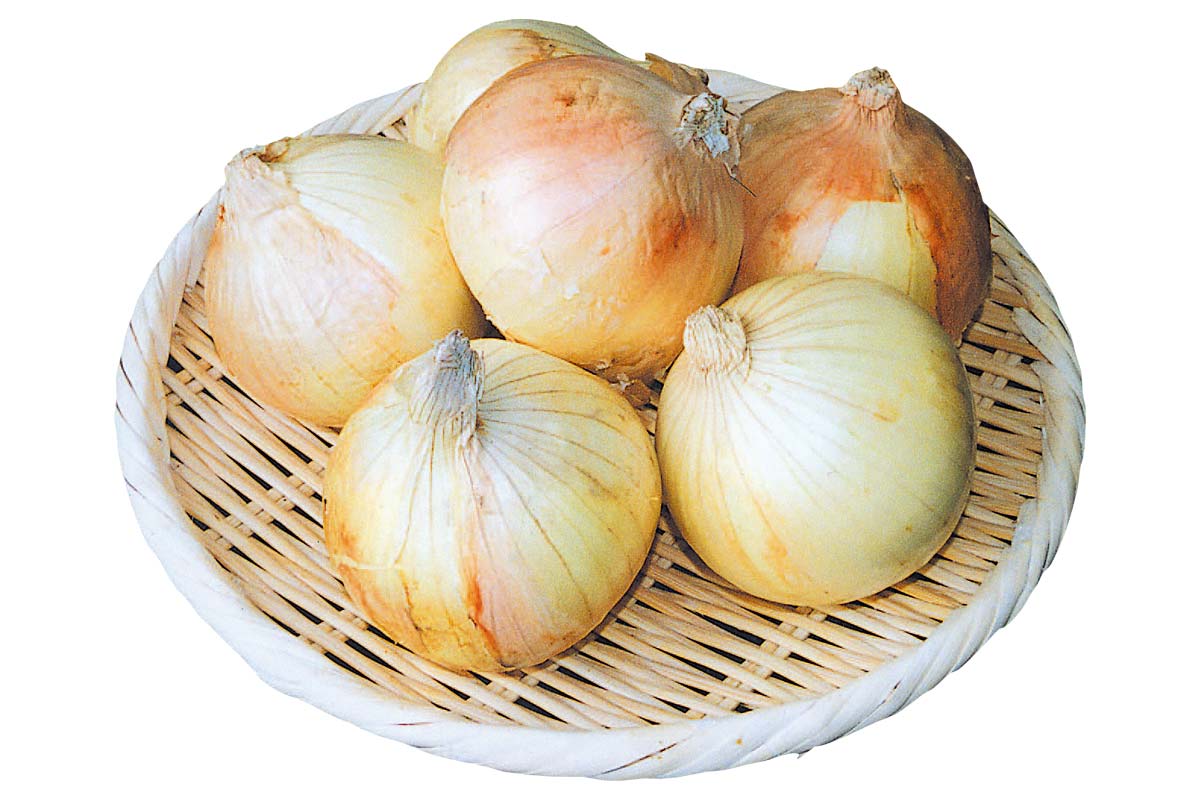 士別農園のトライ・玉ネギ1kg