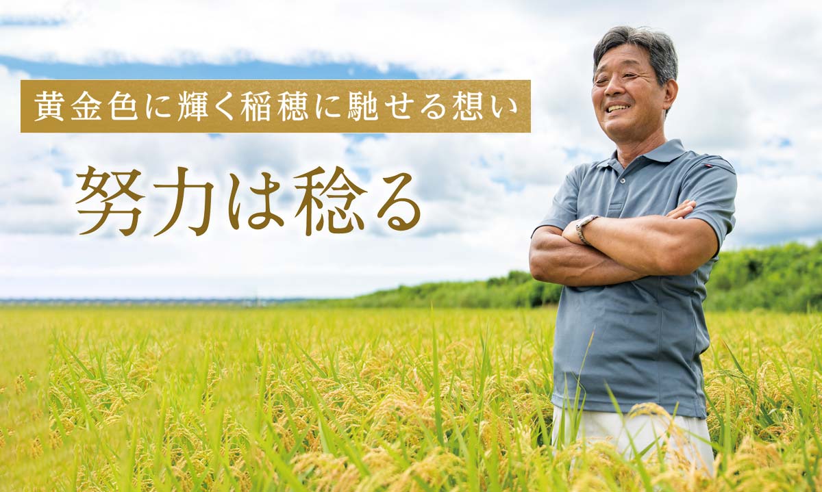 黄金色に輝く稲穂に馳せる想い 努力は稔る~新米みどり会のトライひとめぼれ・ササニシキ~