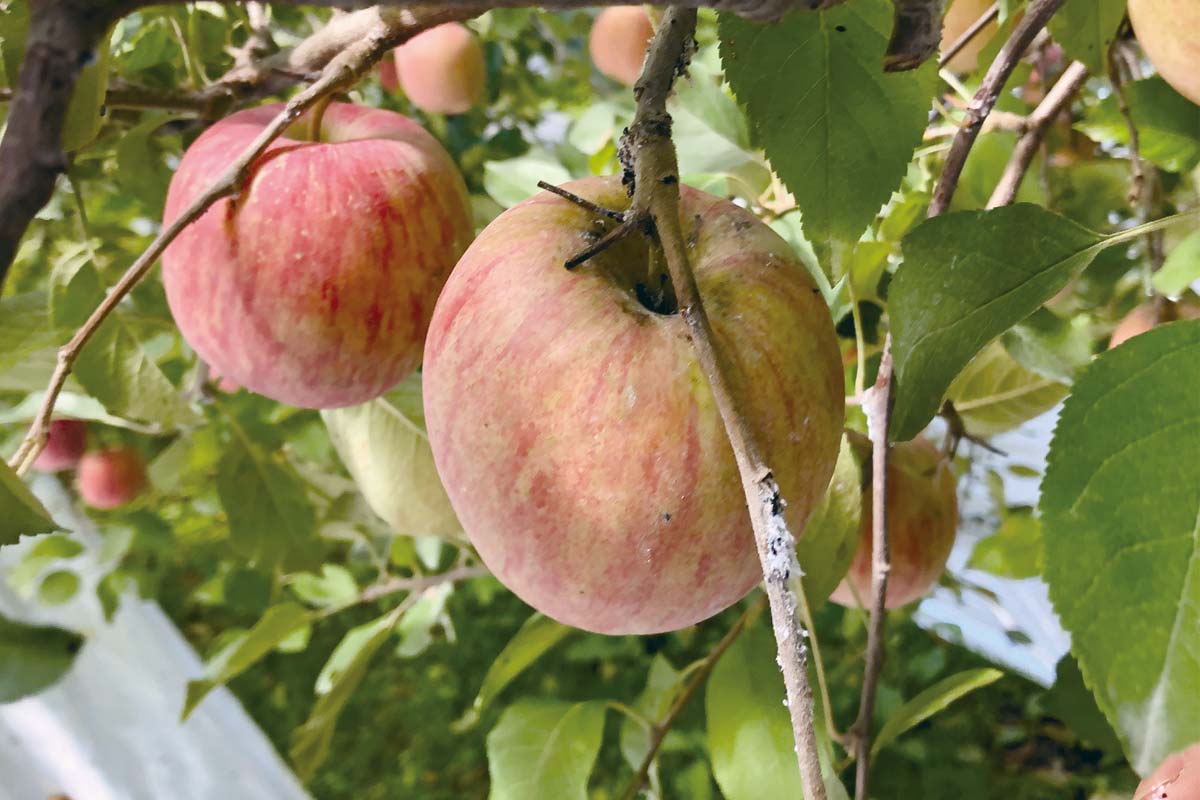 リンゴワタムシの被害