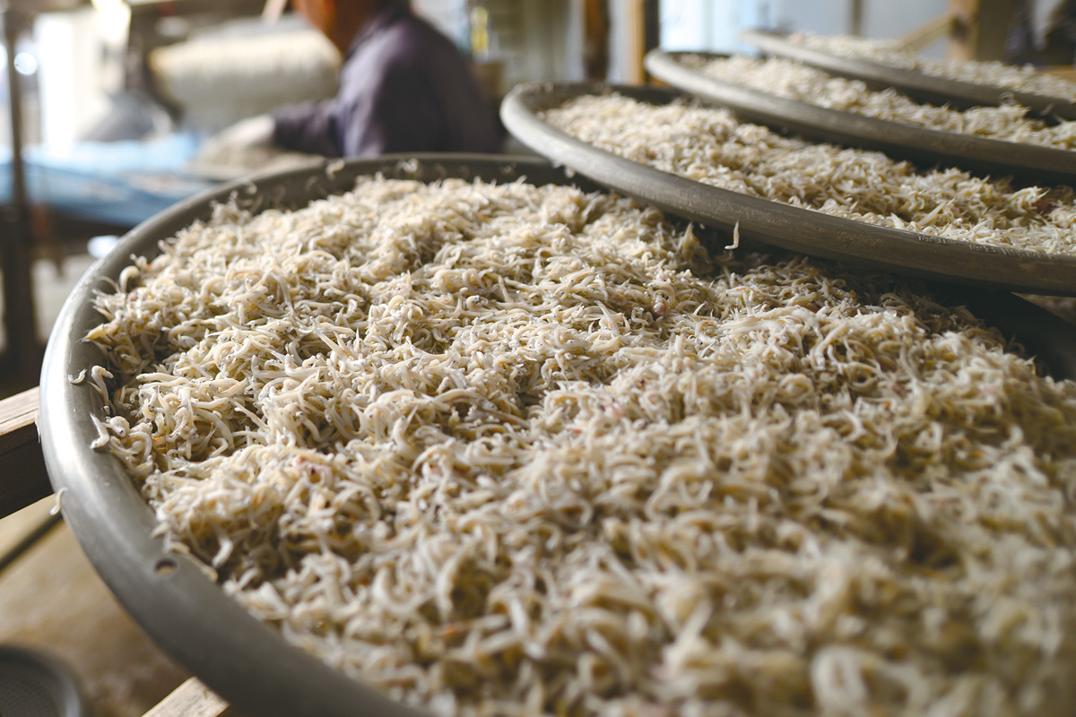 ちりめんじゃこ加工