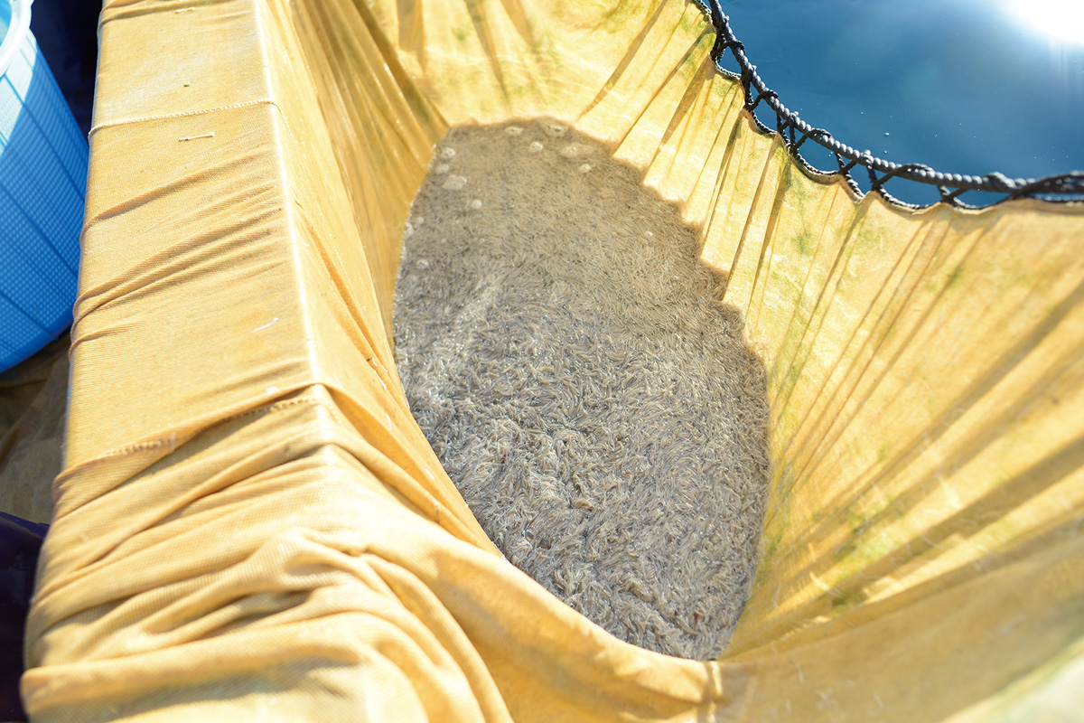 ちりめん水揚げ