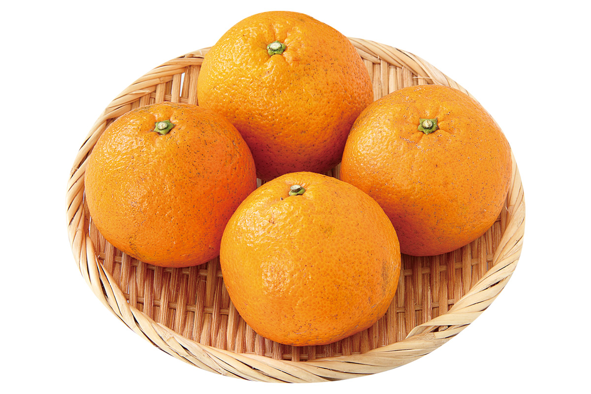 無茶々園の伊予柑1kg