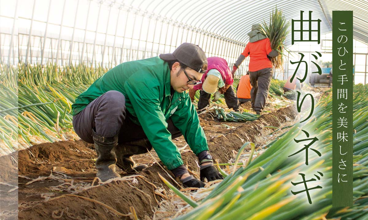 このひと手間を美味しさに 曲がりネギ