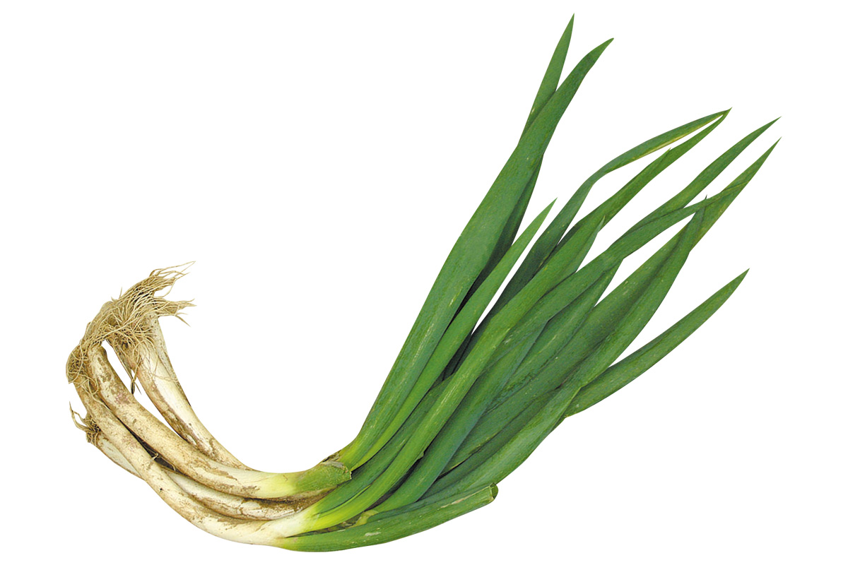 宮城のトライ・曲がりネギ(土付)