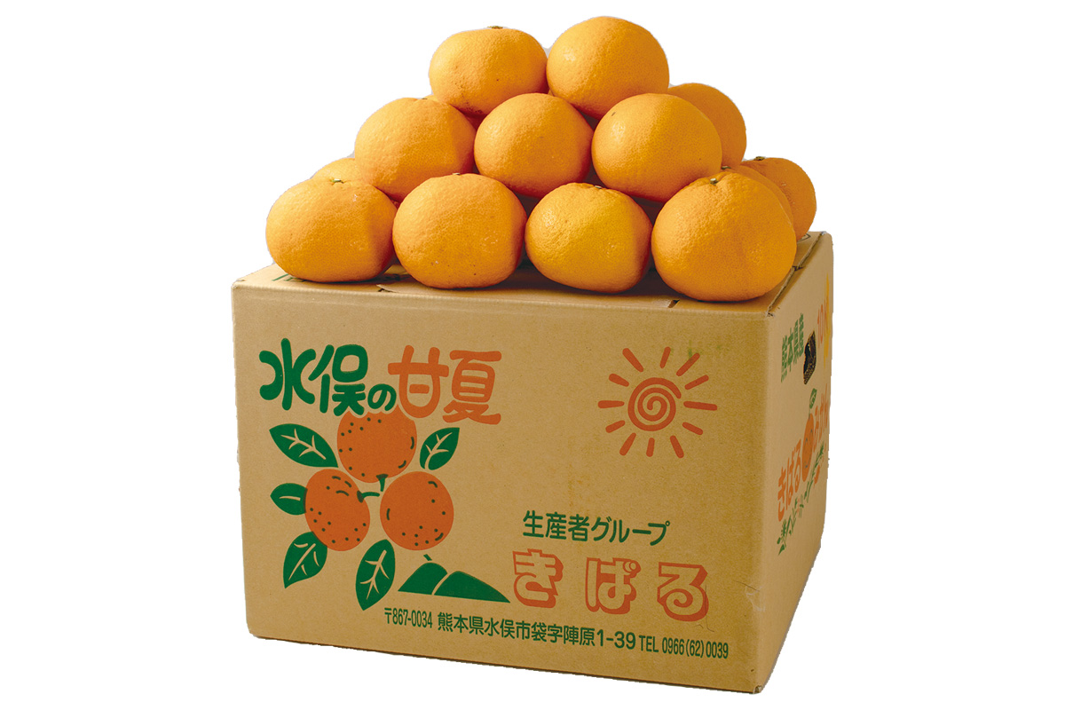 箱・きばるのトライ・甘夏10kg