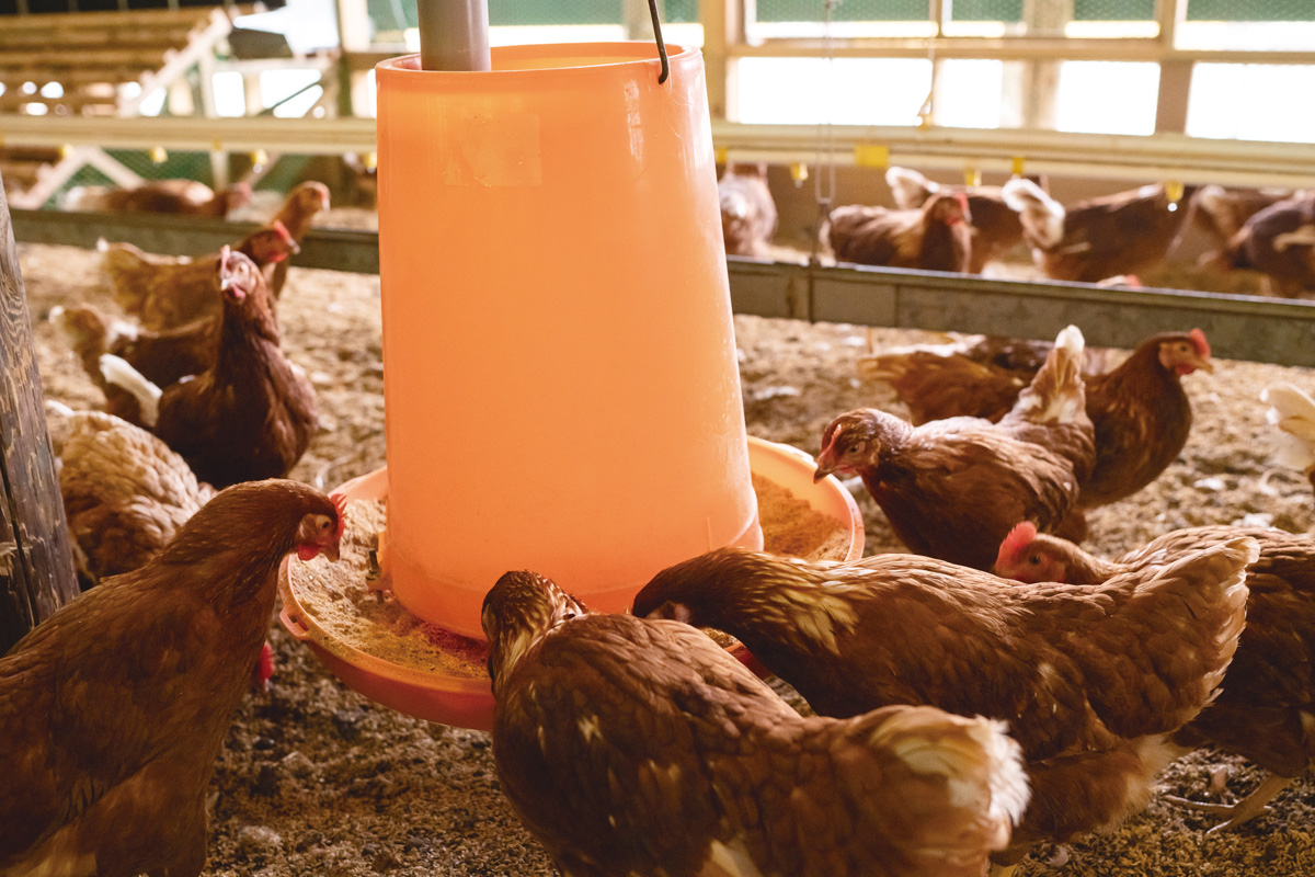 鶏がのびのびと過ごせるように作られた開放鶏舎