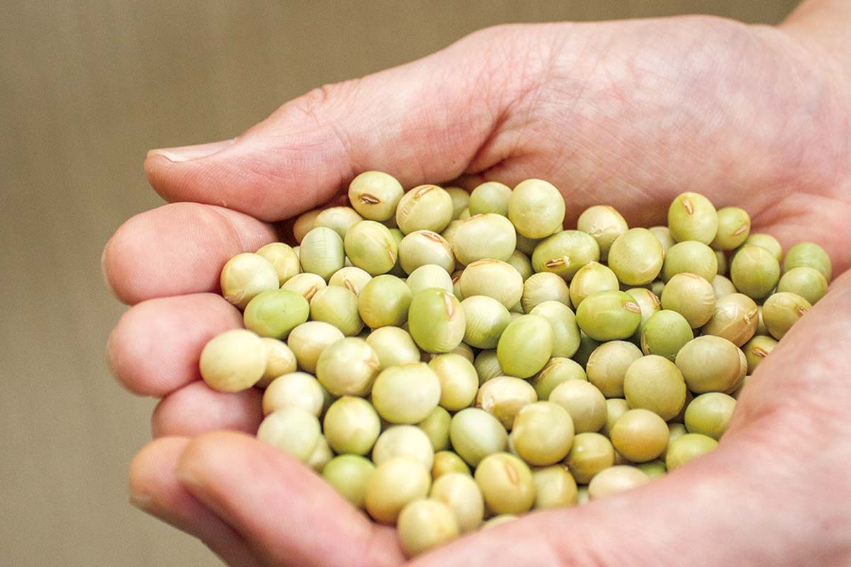 秘伝豆イメージ