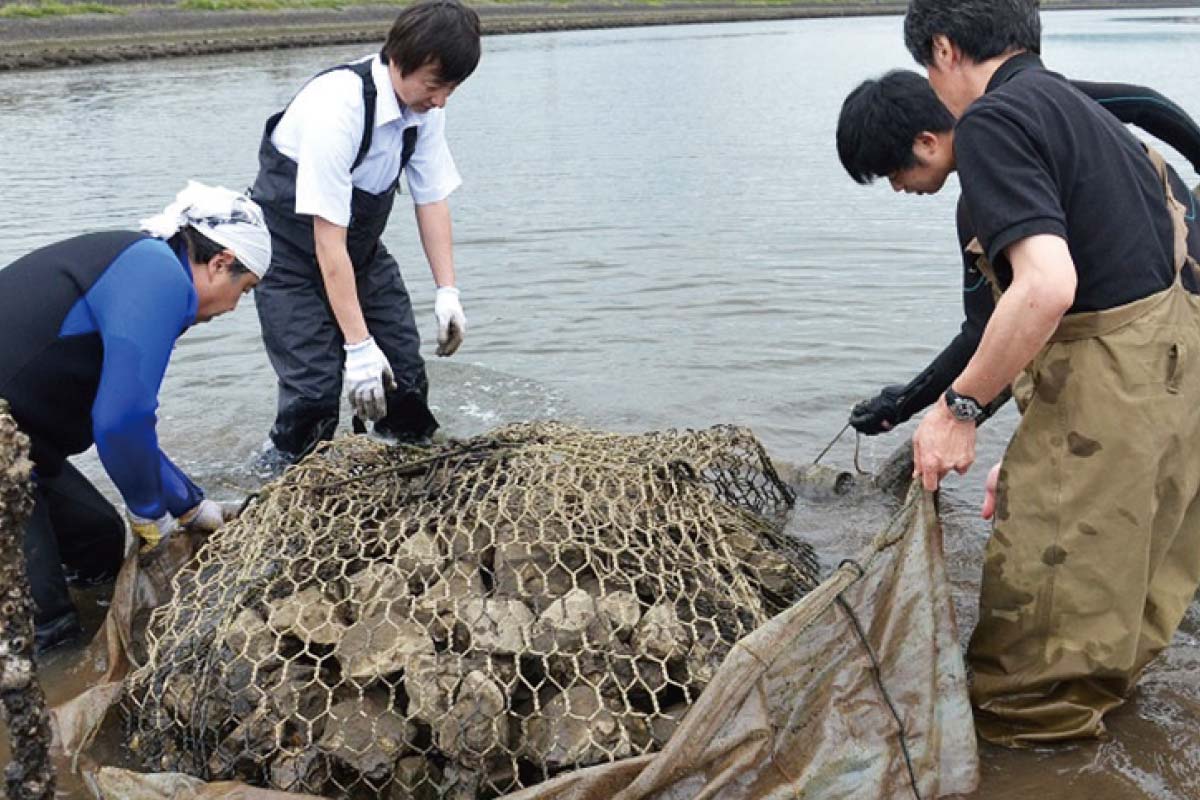 うなぎの住処となる「石倉かご」設置の様子