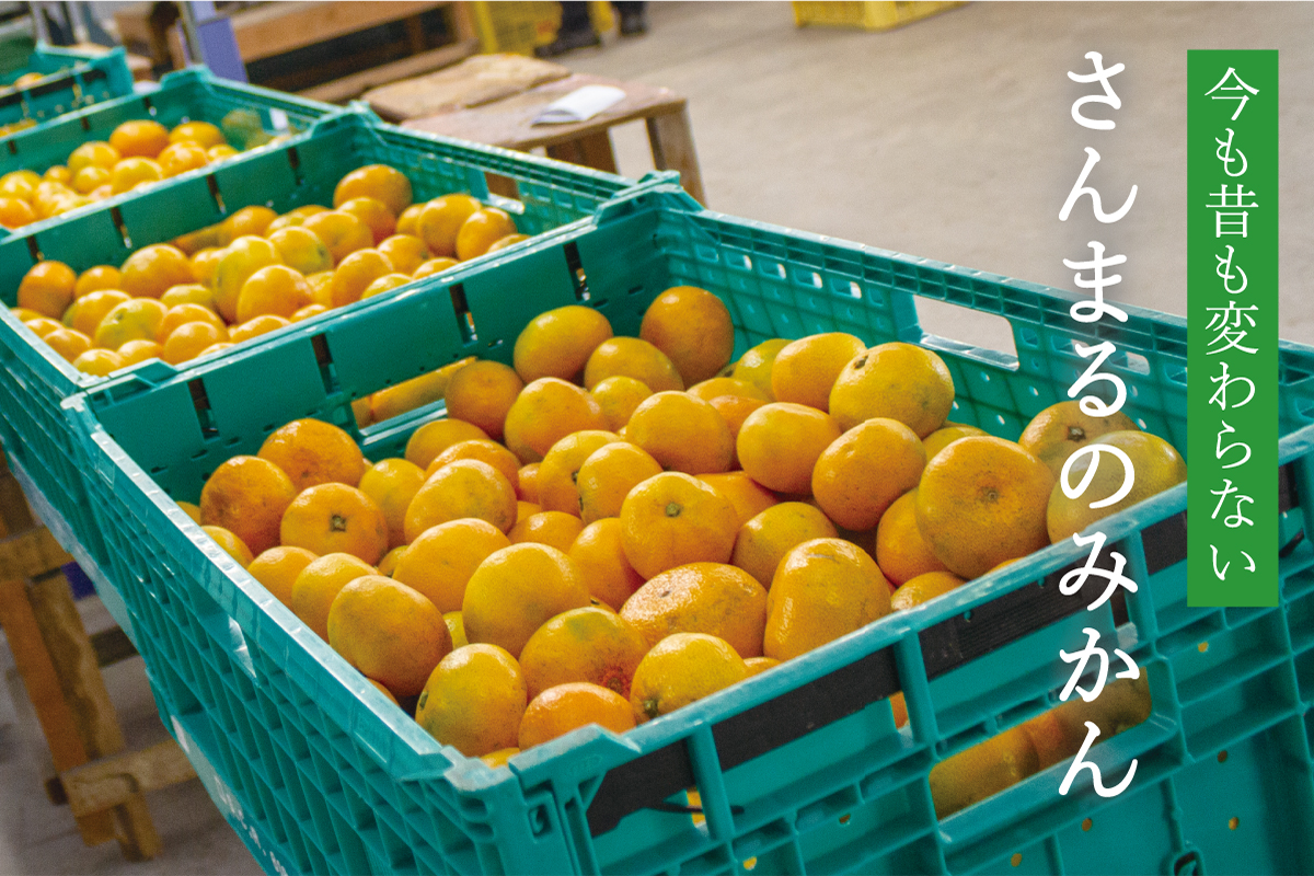 今も昔も変わらない。さんまるの温州みかん