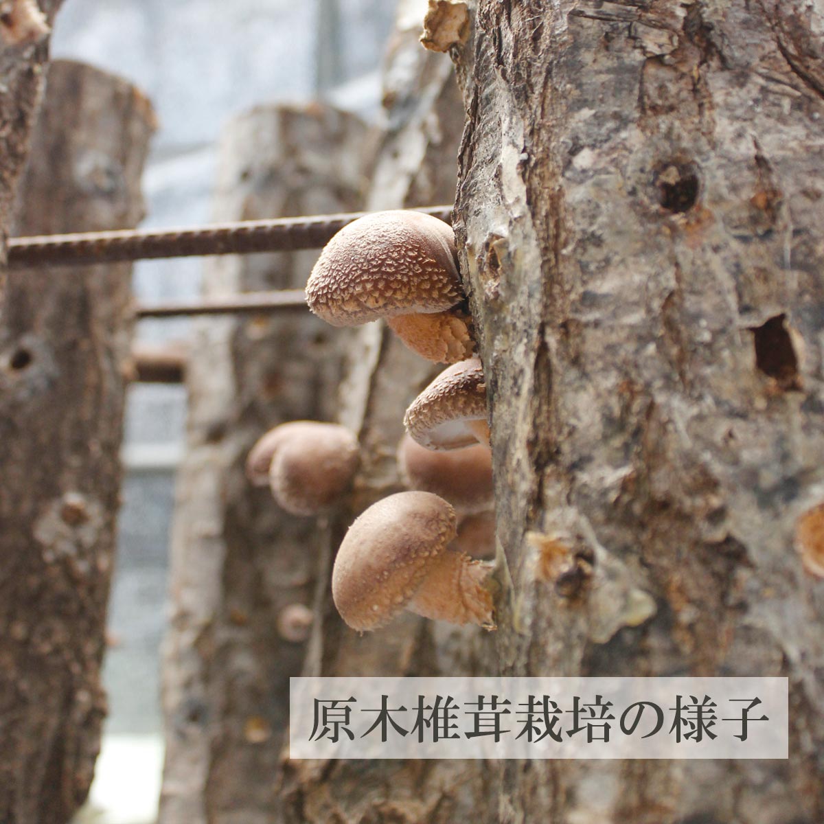 原木椎茸栽培の様子