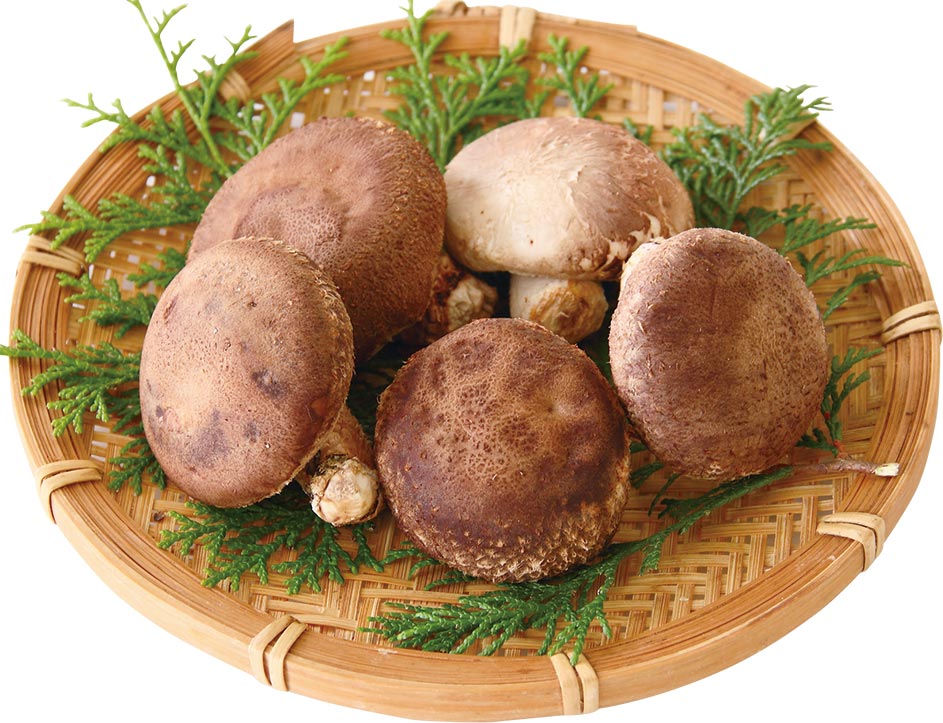 生椎茸(原木栽培)