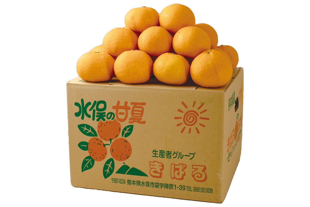 箱・きばるのトライ・甘夏10kg