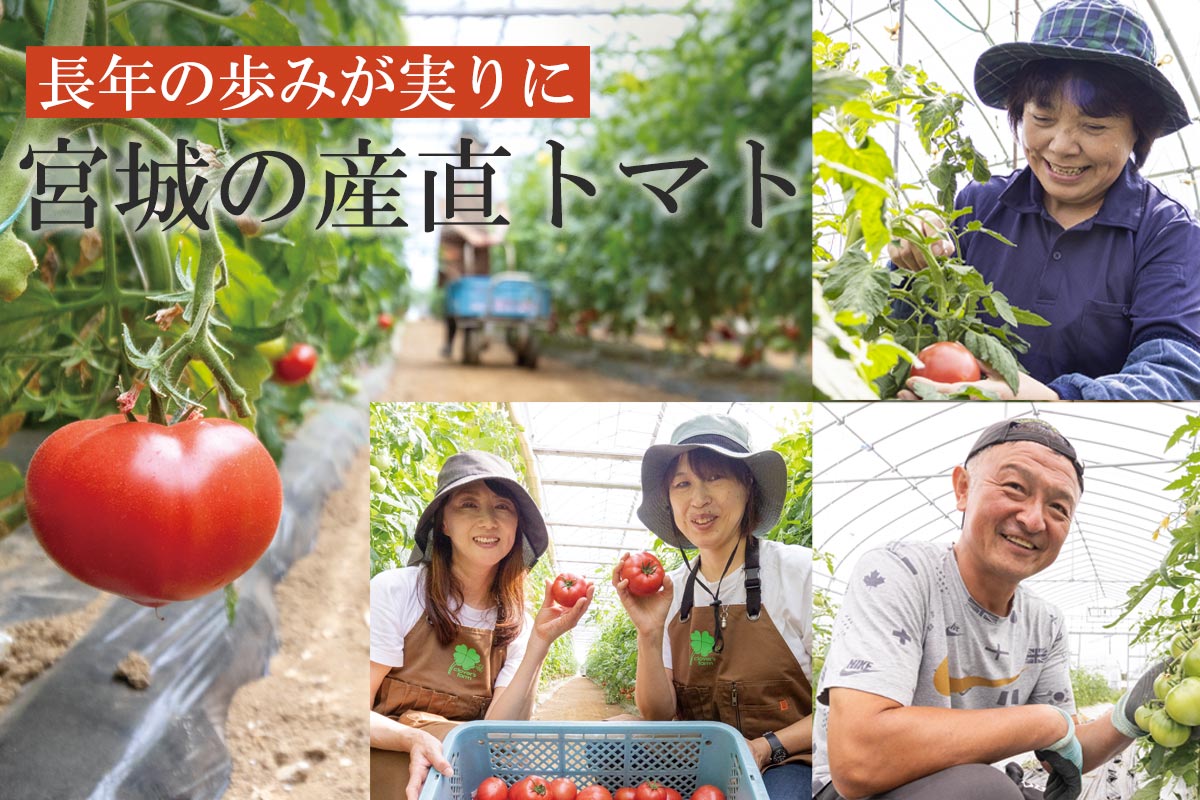 長年の歩みが実りに 宮城の産直トマト