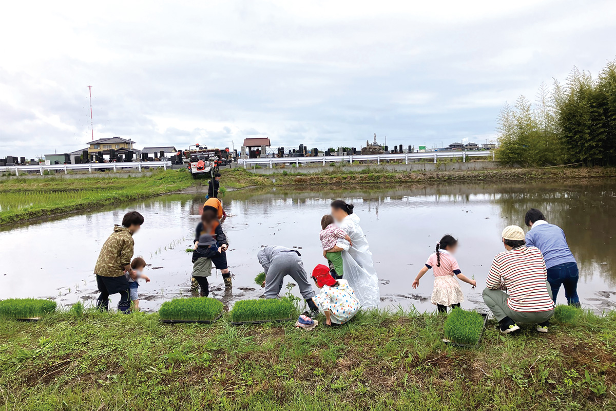 組合員交流田での田植え風景 