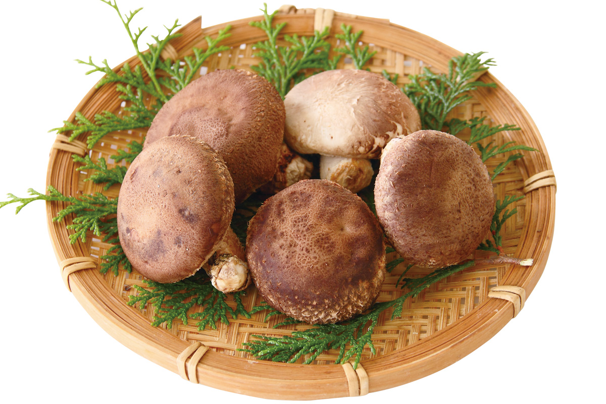生椎茸(原木栽培)