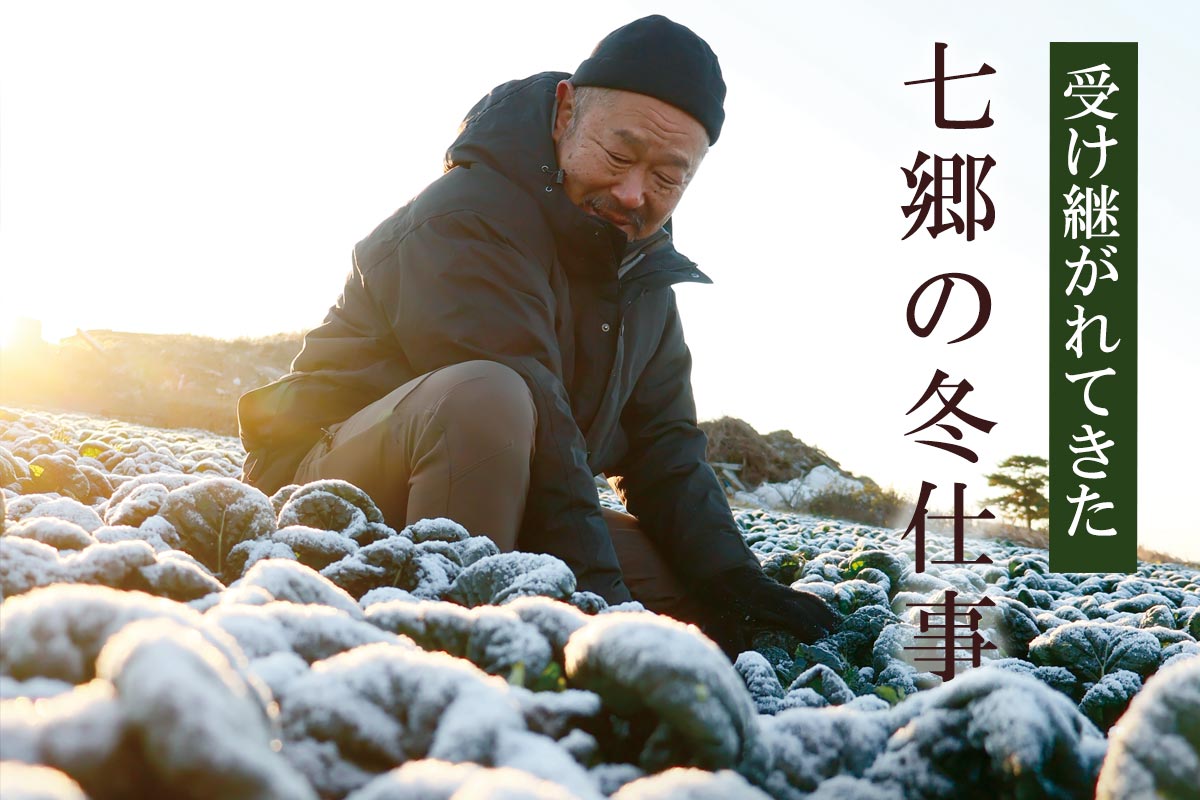 受け継がれてきた 七郷の冬仕事~トライ・ちぢみゆき菜~