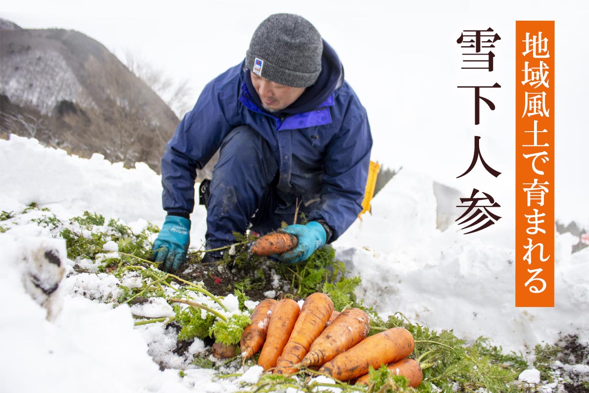 地域風土で育まれる雪下人参
