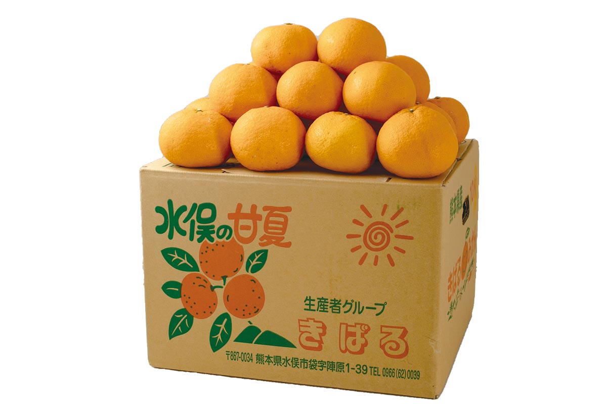 箱・きばるのトライ・甘夏10kg
