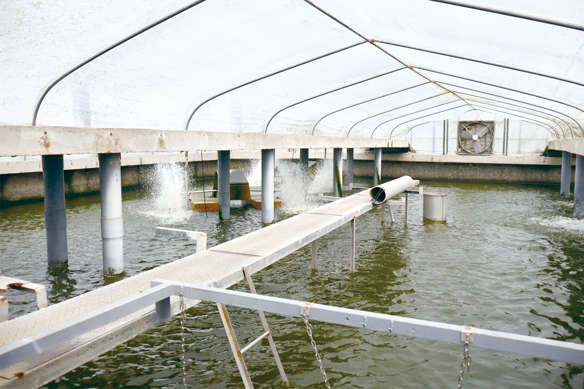 地下水を活用したうなぎ養殖場