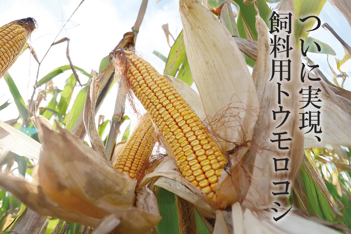 ついに実現、飼料用トウモロコシ~産直豚お試し3点セット~