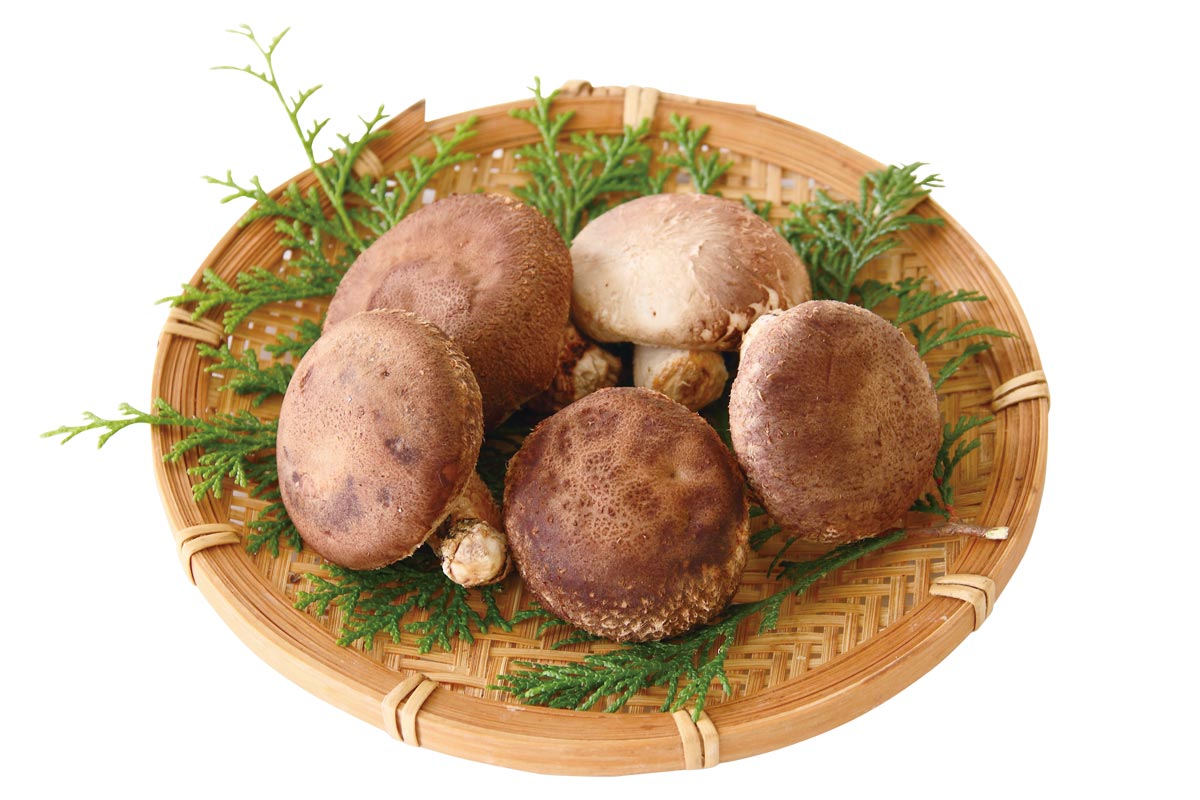 生椎茸（原木栽培）