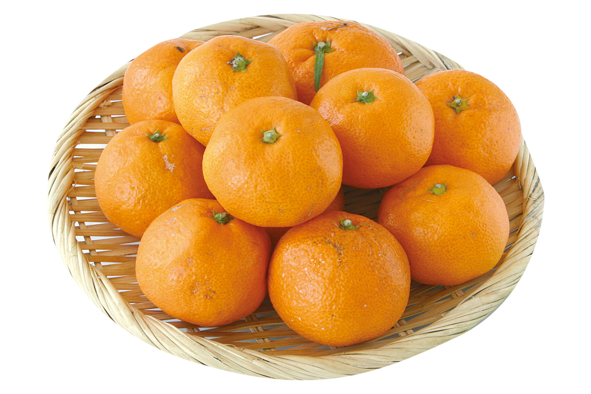 さんまるの温州みかん800g