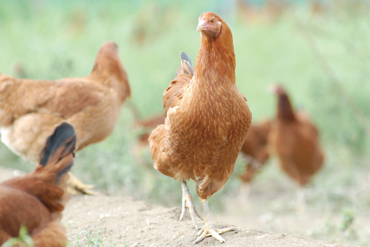 比内地鶏の飼育風景
