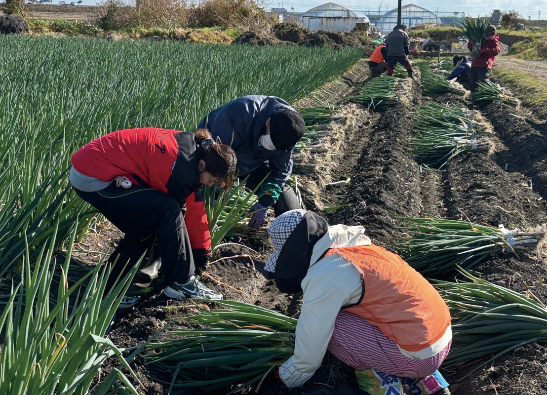 生産者、組合員、職員が一丸となっておこなったやとい作業