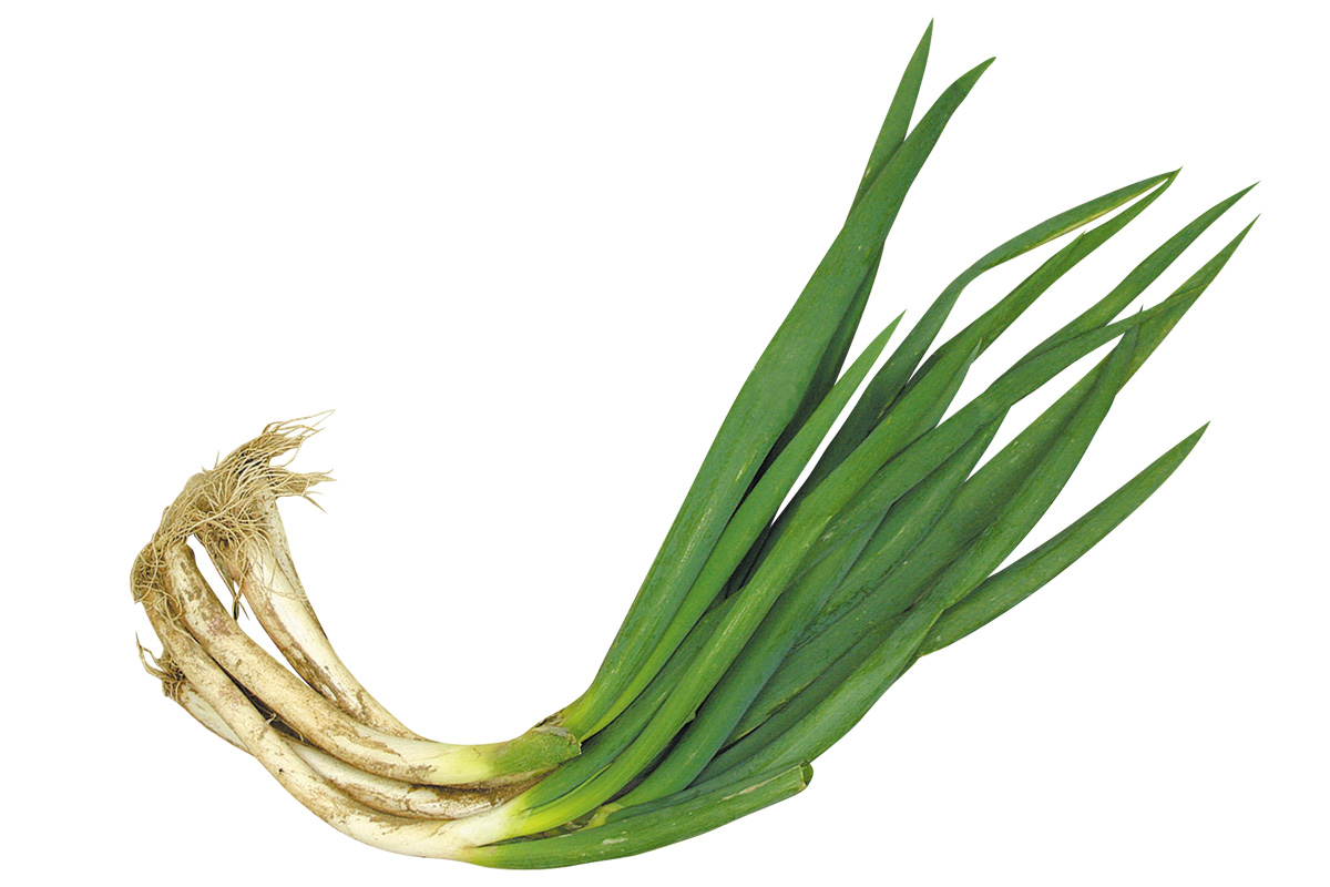 宮城のトライ・曲がりネギ（土付）