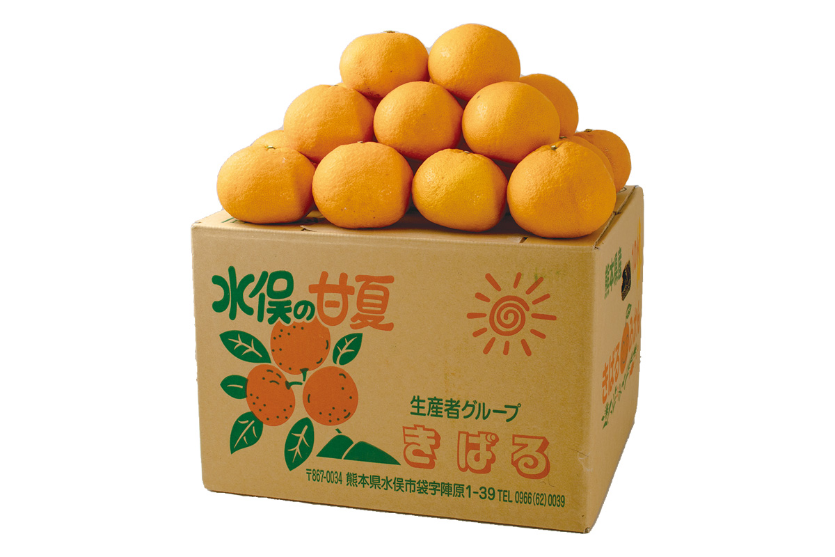 箱・きばるのトライ・甘夏10kg