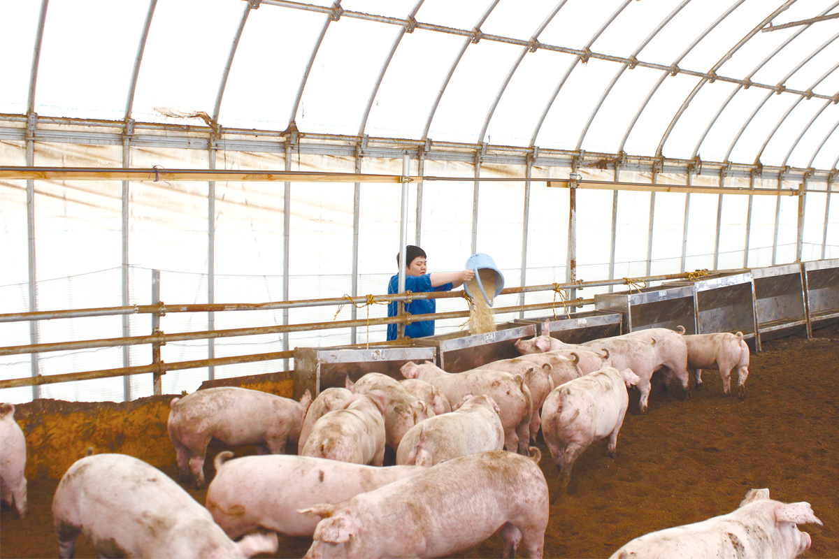 宮城県産トウモロコシを配合した飼料の給餌