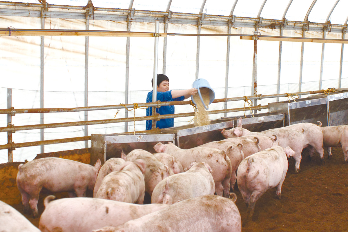 子実トウモロコシを配合した飼料を給餌するみんなの輪の利用者さん