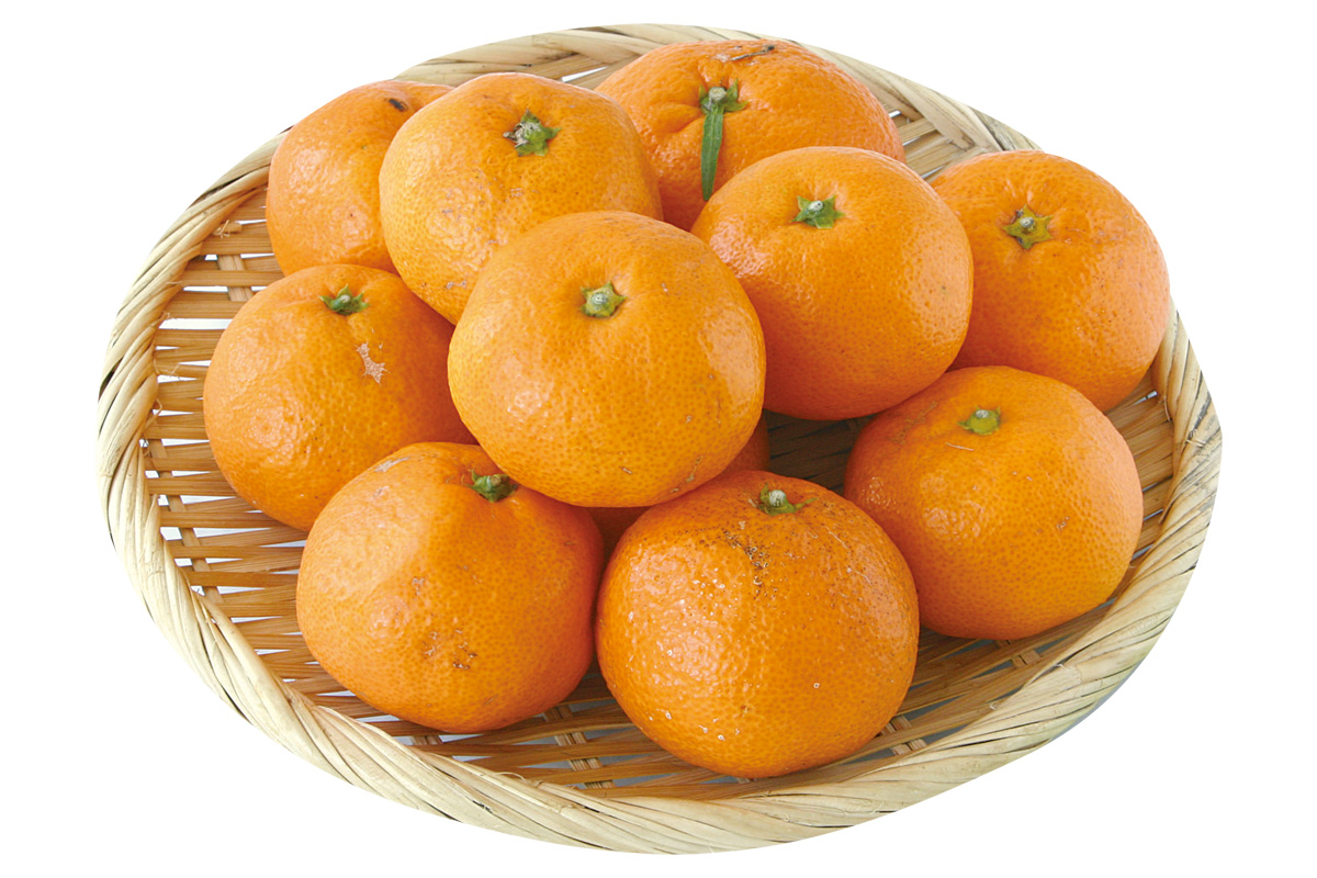 さんまるの温州みかん1kg