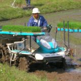 田植えが始まりました