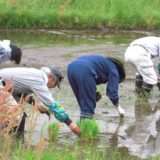 大郷の田植えの手伝い