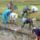 湛水不耕起田で田植えをしました