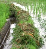稲の生育状況と草取り