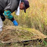 不耕起栽・湛水田（吉武実験田）の稲刈りをしました