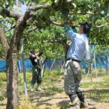 小牛田の梨、摘果作業をお手伝い