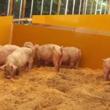 豚肉について学ぶ-[第一弾]あいちゃん牧場と日向養豚