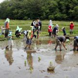 大郷の交流田。みんなで田植え！