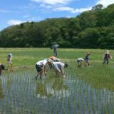 大郷の交流田。みんなで草取り！