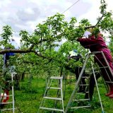 あい農委員会・5月の作業